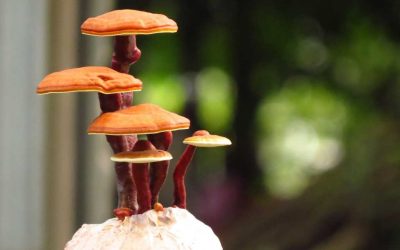 Gano-tr > Gano Excel Nedir?