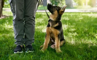 Köpek Eğitiminde Doğru İletişim Kurmanın Yolları