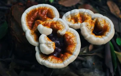 Reishi Mantarının Çeşitleri ve Kullanım Alanları